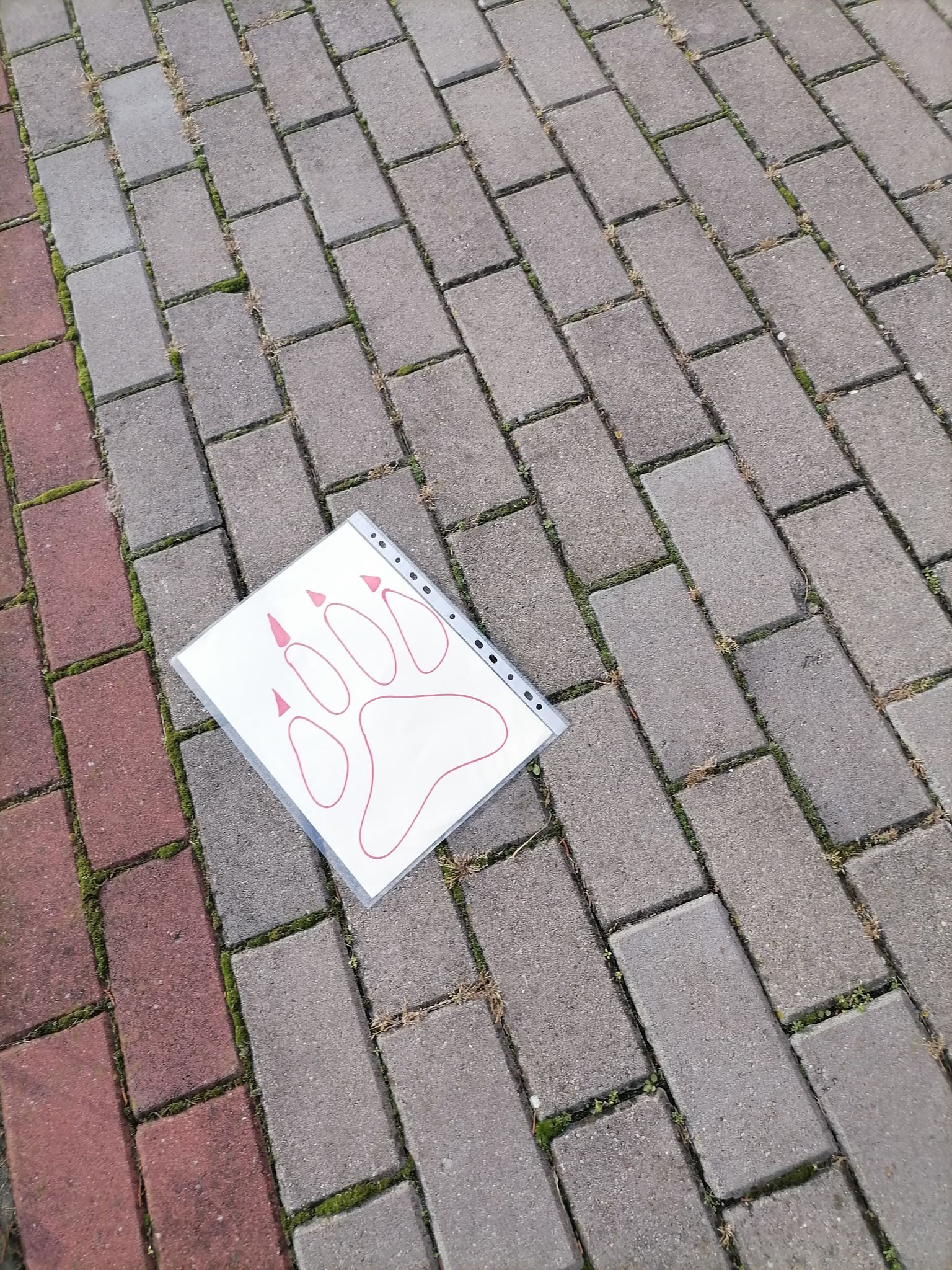 127595533_369293537691701_4795175585087822094_n